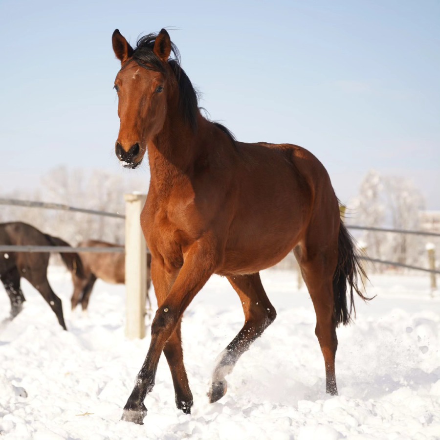 v. Diamant de Semilly. Für 2026 tragend v. Diallasco Blue.