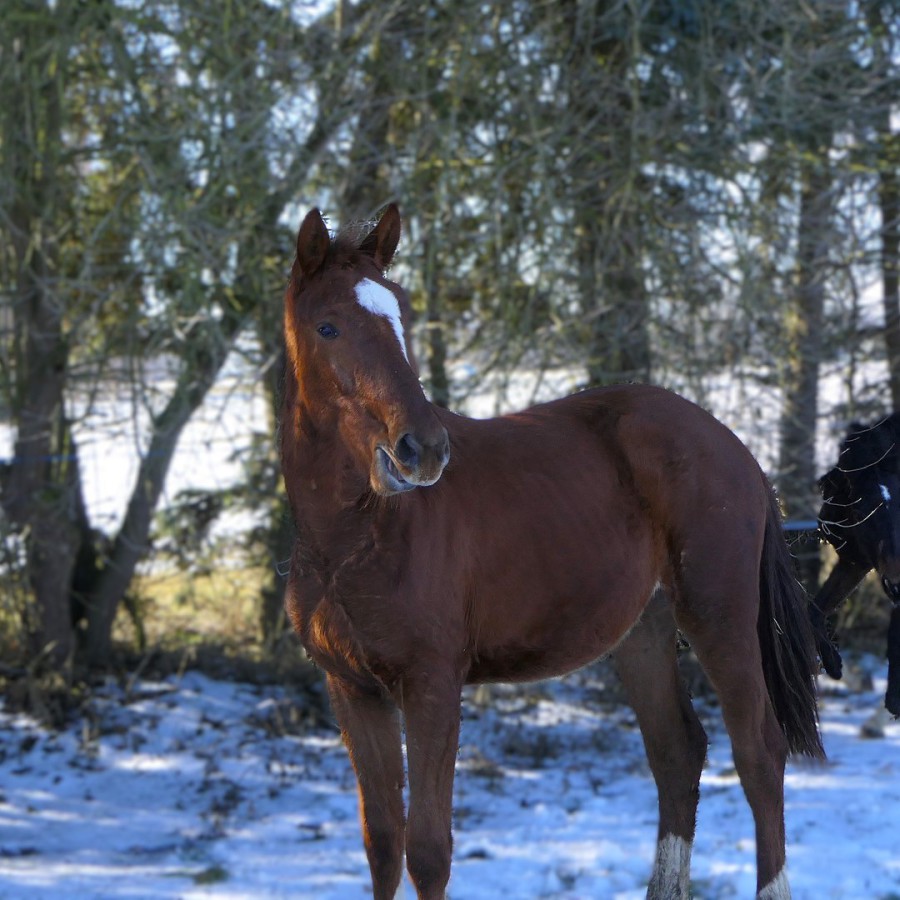 Geb:25 Up van't Paradijs x Matisse de Mariposa