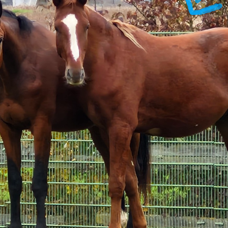 Geb 23 Darry Lou x 1.60m Mutter