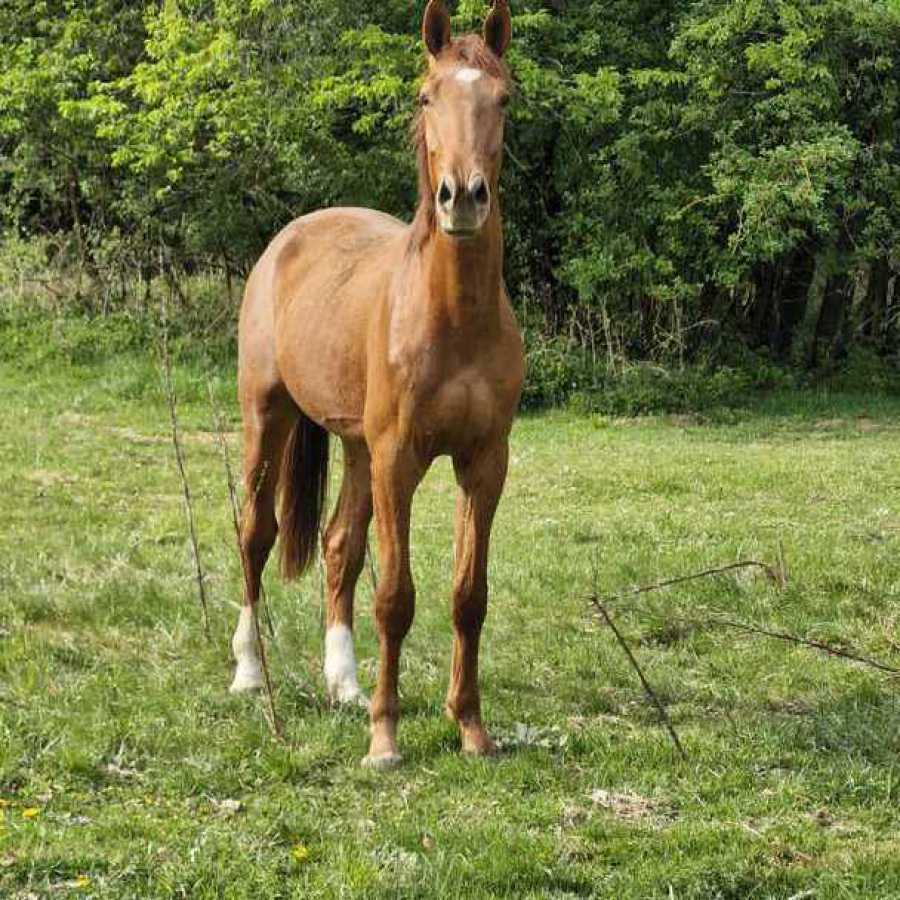 Geb: 22 Comilfo Plus x 1.60m Mutter