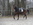 Cezaro x Lavall II